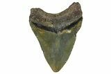 Fossil Megalodon Tooth - North Carolina #368442-1